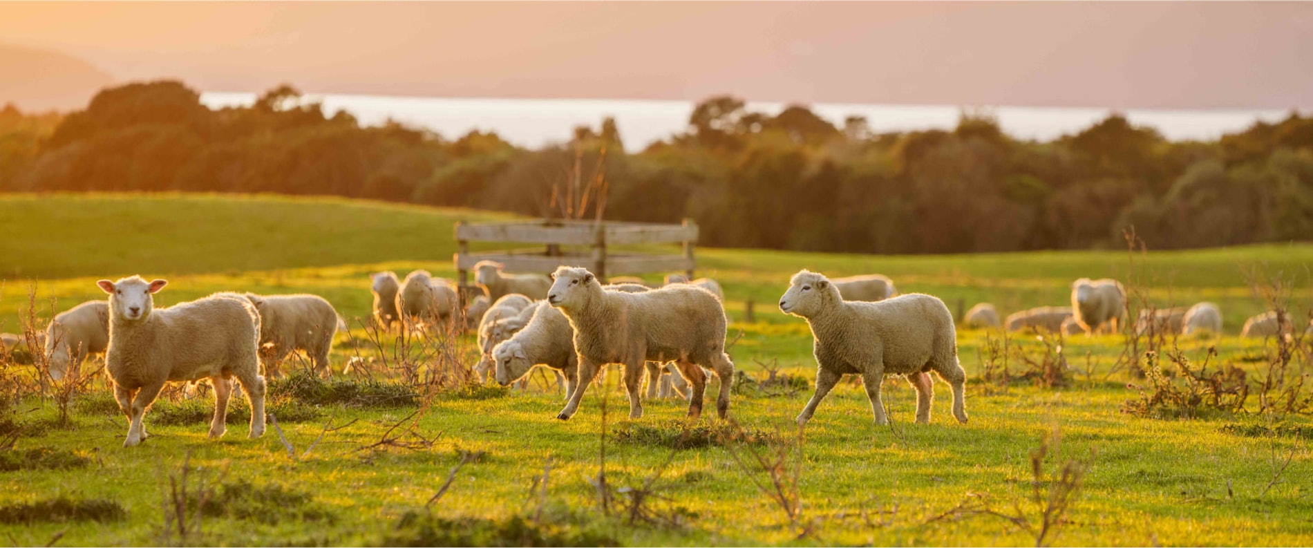 WoolsNZ Image