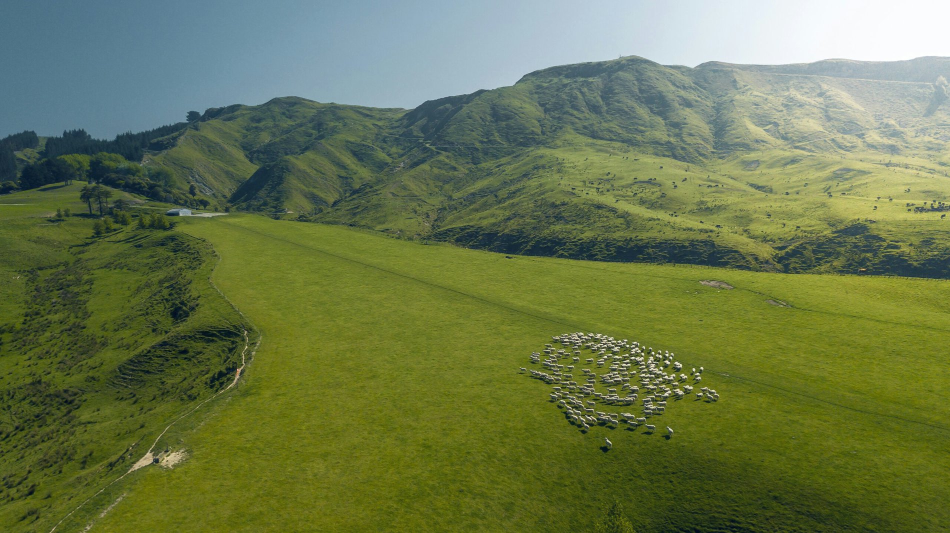 WoolsNZ Image