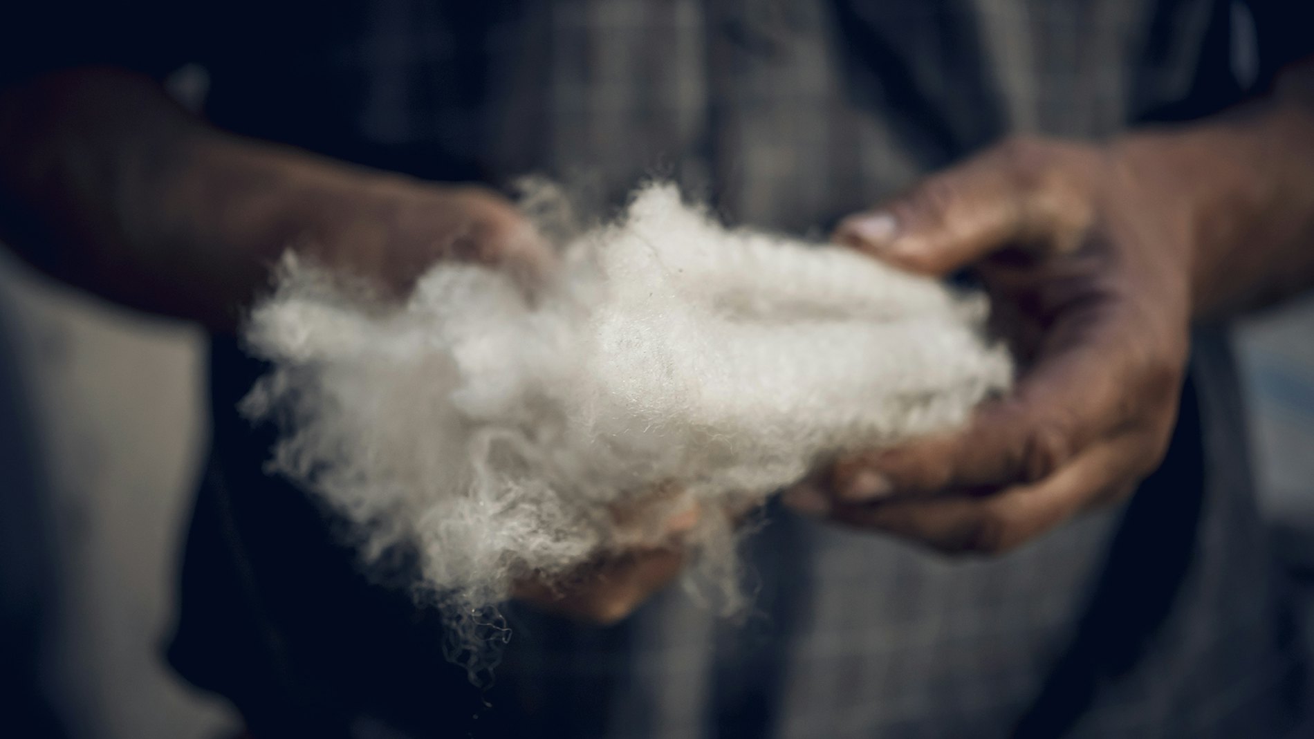 Wools hero image